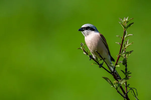 stock image Red-backed shrike, Lanius collurio. A bird on a branch in a green background.