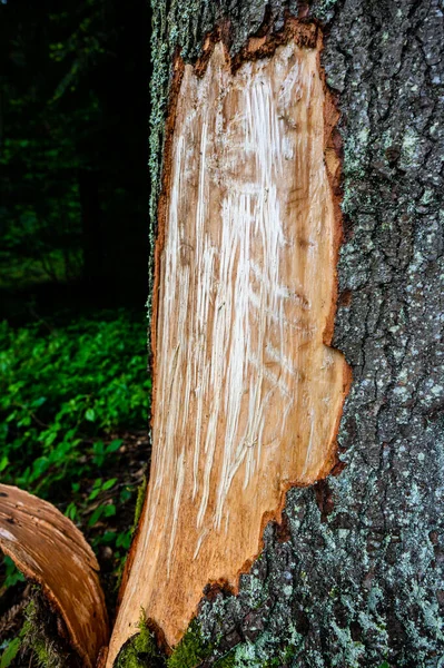 冷杉的树皮被熊剥去了皮 波兰喀尔巴阡山脉Bieszczady山 — 图库照片