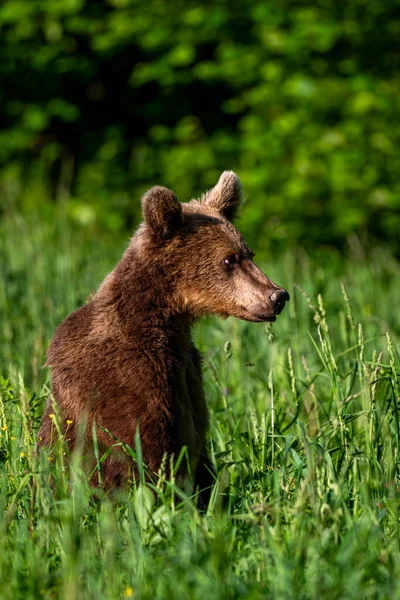 Urso Castanho Prado Verão Cárpatos Polónia — Fotografia de Stock