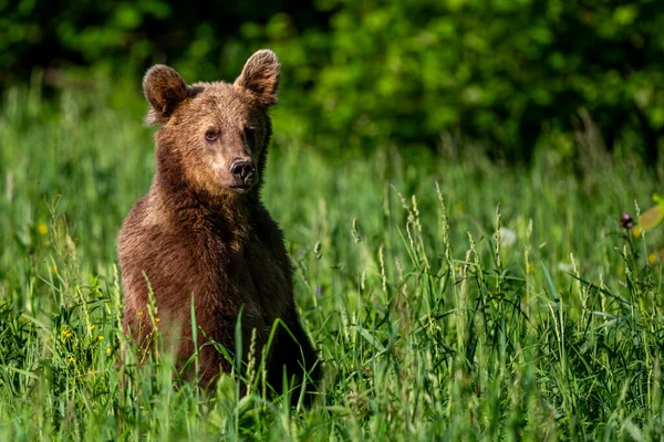 Medvěd Hnědý Letní Louce Karpaty Polsko — Stock fotografie