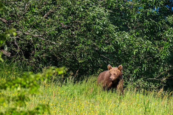 Urso Castanho Prado Verão Cárpatos Polónia — Fotografia de Stock