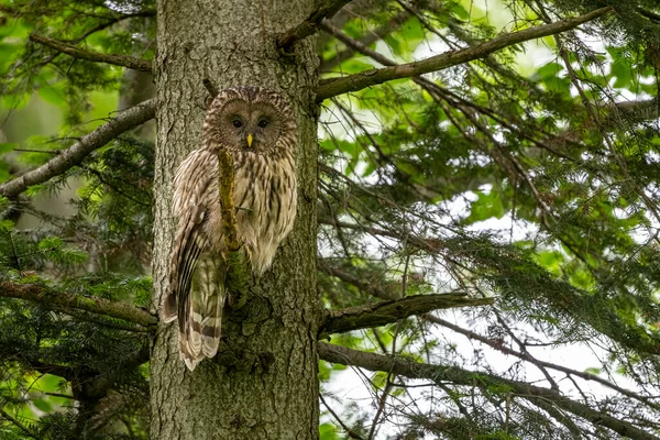 Ural Owl Strix Uralensis Bieszczady Mountains Polónia — Fotografia de Stock