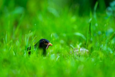 Kuşlar yağmurda çayırda yavrular için yiyecek topluyor. Kara Kuş, Turdus merula.