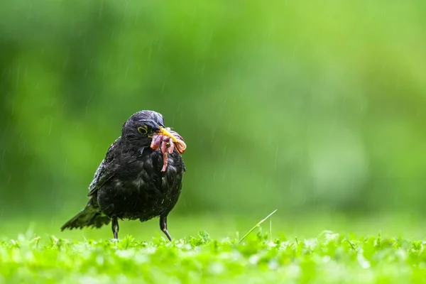 Pták Sbírá Jídlo Pro Mláďata Louce Dešti Blackbird Turdus Merula — Stock fotografie