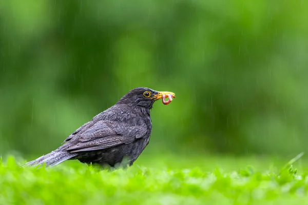 Pták Sbírá Jídlo Pro Mláďata Louce Dešti Blackbird Turdus Merula — Stock fotografie