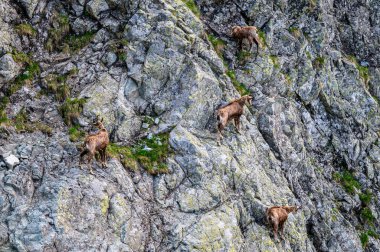 Tatra Chamois, Rupicapra rupicapra tatrica. Kışdan yaz kürküne geçiş sırasında doğal habitatında bir papağan. Tatra Dağları, Slovakya.