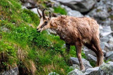 Tatra Chamois, Rupicapra rupicapra tatrica. Kışdan yaz kürküne geçiş sırasında doğal habitatında bir papağan. Tatra Dağları, Slovakya.