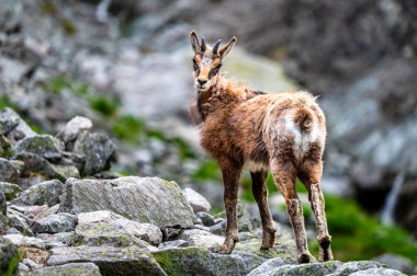 Tatra Chamois, Rupicapra rupicapra tatrica. Kışdan yaz kürküne geçiş sırasında doğal habitatında bir papağan. Tatra Dağları, Slovakya.