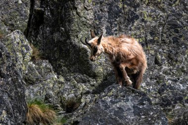 Tatra Chamois, Rupicapra rupicapra tatrica. Kışdan yaz kürküne geçiş sırasında doğal habitatında bir papağan. Tatra Dağları, Slovakya.