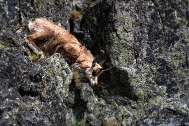 Tatra Chamois, Rupicapra rupicapra tatrica. Kışdan yaz kürküne geçiş sırasında doğal habitatında bir papağan. Tatra Dağları, Slovakya.