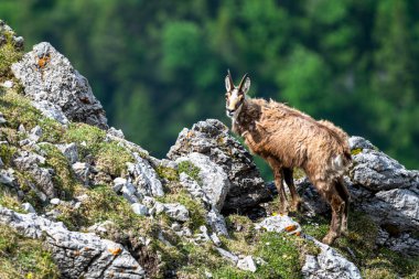 Tatra Chamois, Rupicapra rupicapra tatrica. Kışdan yaz kürküne geçiş sırasında doğal habitatında bir papağan. Tatra Dağları, Slovakya.