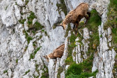 Tatra Chamois, Rupicapra rupicapra tatrica. Kışdan yaz kürküne geçiş sırasında doğal habitatında bir papağan. Tatra Dağları, Slovakya.