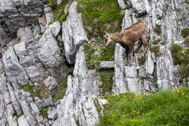 Tatra Chamois, Rupicapra rupicapra tatrica. Kışdan yaz kürküne geçiş sırasında doğal habitatında bir papağan. Tatra Dağları, Slovakya.