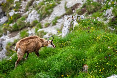 Tatra Chamois, Rupicapra rupicapra tatrica. Kışdan yaz kürküne geçiş sırasında doğal habitatında bir papağan. Tatra Dağları, Slovakya.