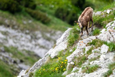 Tatra Chamois, Rupicapra rupicapra tatrica. Kışdan yaz kürküne geçiş sırasında doğal habitatında bir papağan. Tatra Dağları, Slovakya.