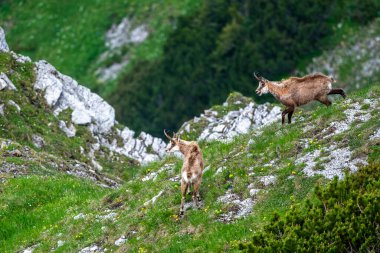 Tatra Chamois, Rupicapra rupicapra tatrica. Kışdan yaz kürküne geçiş sırasında doğal habitatında bir papağan. Tatra Dağları, Slovakya.