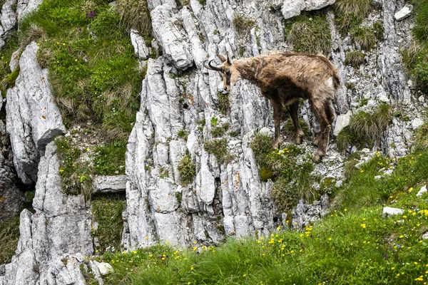 Tatra Chamois, Rupicapra rupicapra tatrica. Kışdan yaz kürküne geçiş sırasında doğal habitatında bir papağan. Tatra Dağları, Slovakya.