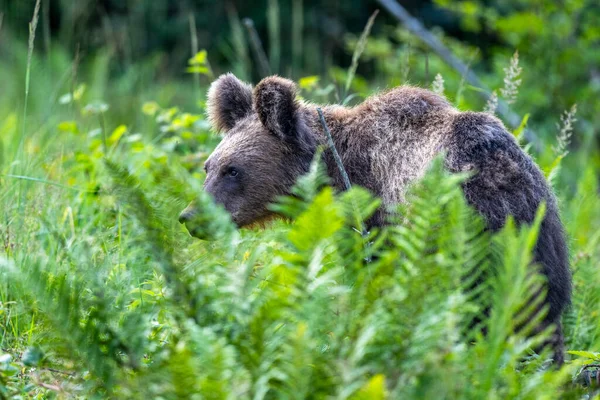 Brown Bear Summer Meadow Carpathians Poland — Foto Stock