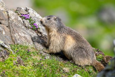Alp dağ sıçanı, Marmota marmota, bir kayanın üzerinde. Fagaras Dağları, Romanya.