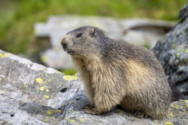 Alp dağ sıçanı, Marmota marmota, bir kayanın üzerinde. Fagaras Dağları, Romanya.