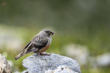 Alp Aktörü, Prunella Collaris. Kayalık dağların tipik kuşu.