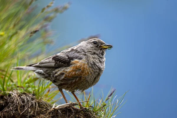 Accentor Alpino Prunella Collaris Pássaro Típico Das Montanhas Rochosas — Fotografia de Stock