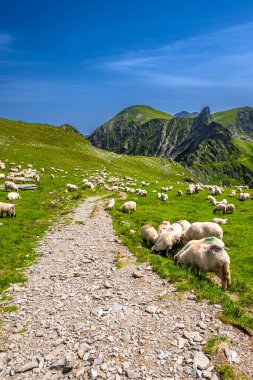 Romanya 'nın Fagaras Dağları' ndaki bir dağ otlağındaki koyun sürüsü.