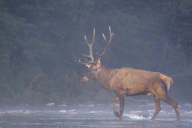 Nehirde kırmızı geyik (Cervus elaphus) geyiği. Karpat Dağları, Polonya.