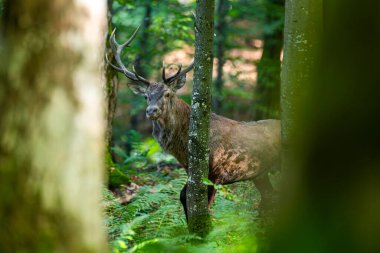 Kırmızı Geyik (Cervus elaphus) geyiği çiftleşme mevsiminde. Bieszczady Dağı, Karpatlar, Polonya.