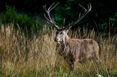 Kırmızı Geyik (Cervus elaphus) geyiği çiftleşme mevsiminde. Bieszczady Dağı, Karpatlar, Polonya.