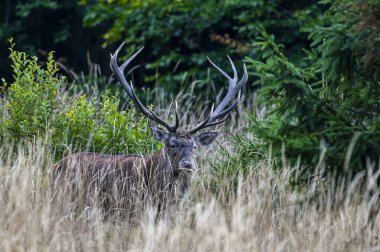 Kırmızı Geyik (Cervus elaphus) geyiği çiftleşme mevsiminde. Bieszczady Dağı, Karpatlar, Polonya.