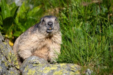 Tatra Alpine Marmot, Marmota marmota latirostris. Tatra Dağları.