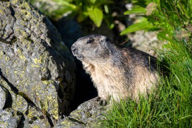 Tatra Alpine Marmot, Marmota marmota latirostris. Tatra Dağları.