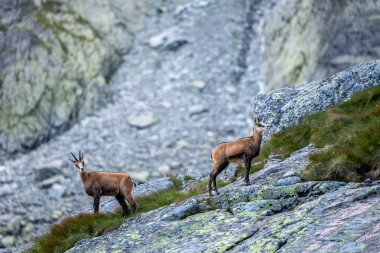 Tatra Chamois, Rupicapra rupicapra tatrica. Tatra Dağları 'ndaki doğal ortamında bir papağan..