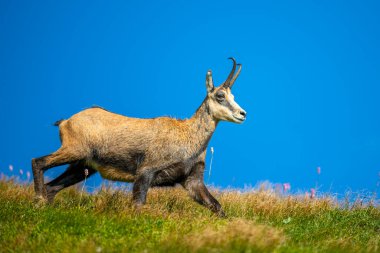 Tatra Chamois, Rupicapra rupicapra tatrica. Tatra Dağları 'ndaki doğal ortamında bir papağan..