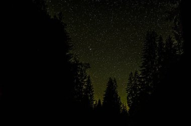Tatra Dağları 'ndaki ladin ormanının üzerinde yıldızlarla dolu karanlık bir gökyüzü. Kopyalama alanı olan koyu arkaplan.