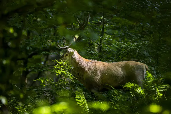 Kırmızı Geyik (Cervus elaphus) geyiği çiftleşme mevsiminde. Bieszczady Dağı, Karpatlar, Polonya.