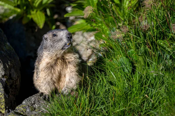 Tatra Alpine Marmot, Marmota marmota latirostris. Tatra Dağları.