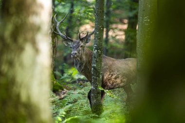 Kırmızı Geyik (Cervus elaphus) geyiği çiftleşme mevsiminde. Bieszczady Dağı, Karpatlar, Polonya.