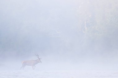 Nehirde kırmızı geyik (Cervus elaphus) geyiği. Karpat Dağları, Polonya.