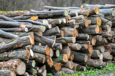 Bir yığın kayın (Fagus sylvatica) ahşap. Karpat Dağları, Polonya.