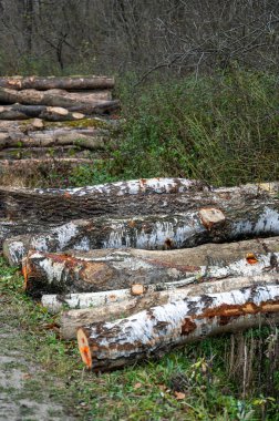 Bir yığın Avrupa beyaz huş ağacı (Betula pendula). Karpat Dağları, Polonya.