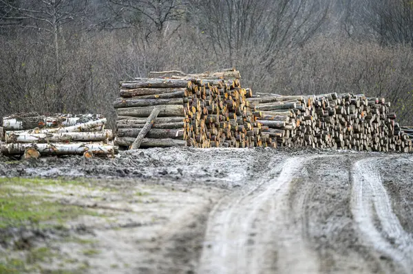 Forest road and the wood storage with stacks of firewood in the Carpathian Mountains, Poland