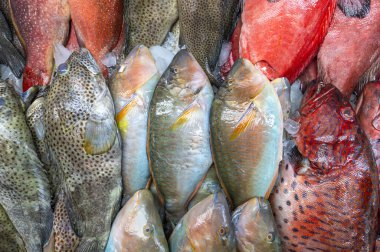 Jeddah, Suudi Arabistan 'da bir deniz ürünleri pazarındaki renkli balıklar.