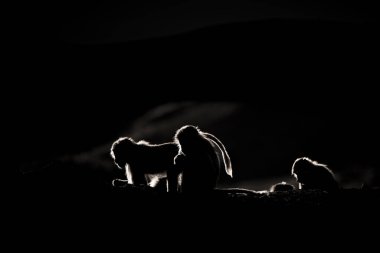 Karanlık arka planda bir maymunun silueti. Hamadryas babunu, Papio hamadryas, Asir Dağları, Suudi Arabistan.