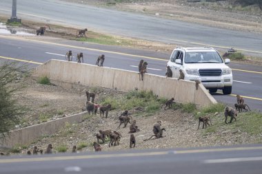 Suudi Arabistan 'daki Asir Dağları' nda yol kenarında yiyecek bekleyen maymun sürüsü..