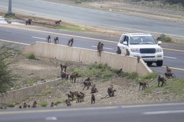 Herd of monkeys waiting for food near the road in the Asir Mountains in Saudi Arabia. clipart