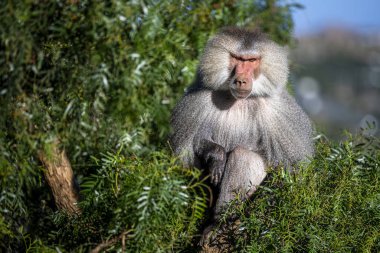 Hamadryas babunu, Papio hamadryas, Suudi Arabistan 'daki Asir Dağları' nda.
