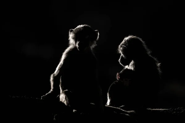 在黑暗背景下的猴子的轮廓 Hamadryas Baboon Papio Hamadryas Asir Mountains 沙特阿拉伯 — 图库照片
