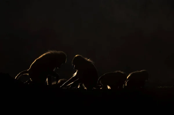 Silhouette Eines Affen Vor Dunklem Hintergrund Hamadryas Pavian Papio Hamadryas — Stockfoto